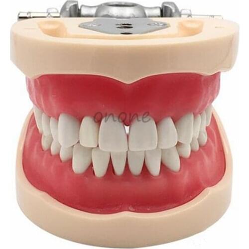 1pcs Good Quality Dental Typodont Teeth Model With Removable Teeth Teaching Tooth Model Dentist Student Learning Mode