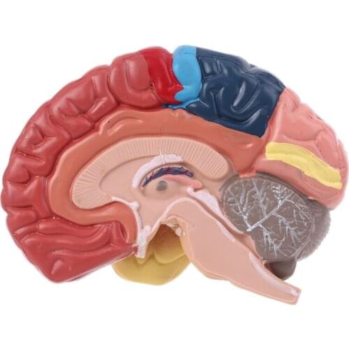 Life Size Human Brain Functional Area Model Anatomy for Science Classroom Study Display Teaching