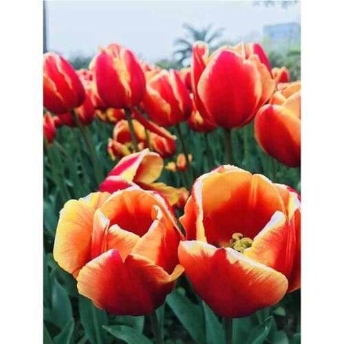 Full 5D DIY Diamond Painting Tulips Flower Diamond Embroidery Rhinestone Gift Diamond Mosaic Cross Stitch Room Decorative
