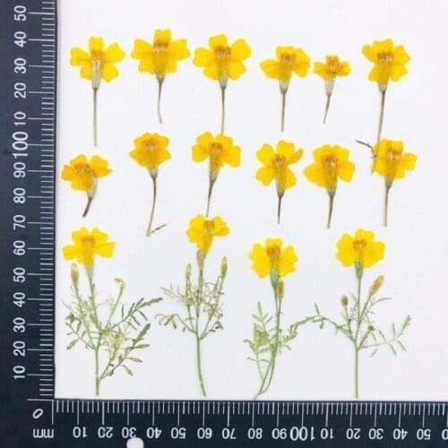 120pcs Pressed Dried Tagetes patula L. Flower Plants Herbarium For Jewelry Making Postcard Frame Phone Case Craft DIY