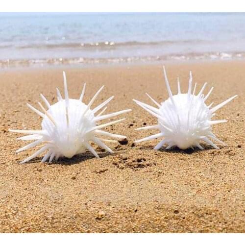 7-11cm Natural Sea Chrysanthemum Clam, Thorny Thousand Shell Marine Hand Chrysanthemum Collectible Specimen White Conch