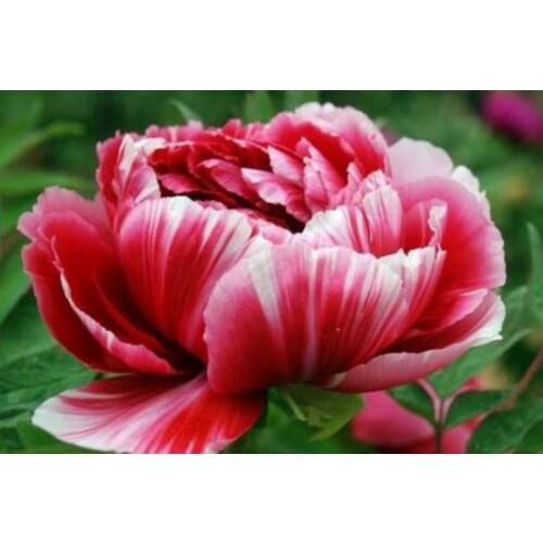 Flowers diamond painting peony full square embroidery mosaic art diamond dotz rhinestone picture puzzle toys drawing wall decor