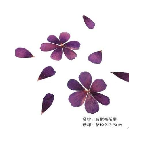 Coreopsis Rose Natural Dried Flower Petal for DIY Candle Making Flowers Specimen Pressed Flower Craft