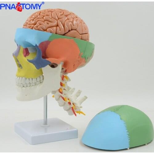 Life size brain model colored skull model cervical vertebra human skeleton anatomical model medical gift for education