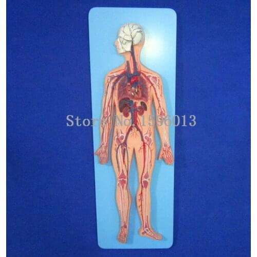 Human Blood Circulatory System Model, Blood Circulation model