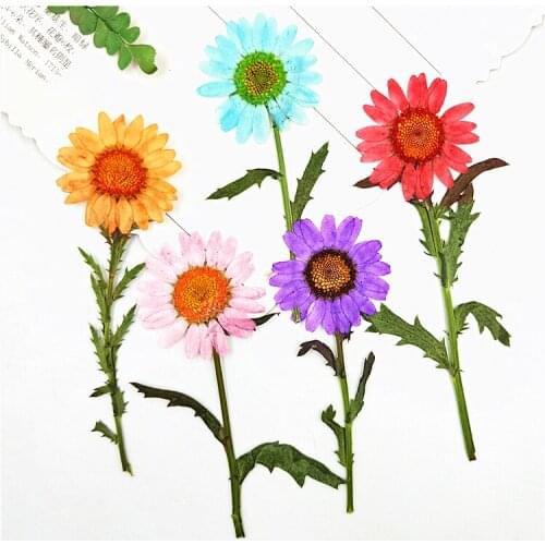 10pcs/5-9cm,Natural Pressed Chrysanthemum with stem,Real Daisy flowers for DIY Wedding invitations Photo Bookmark Gift Cards