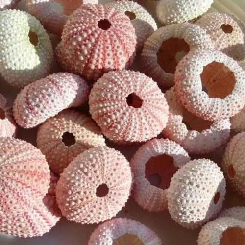 4PCS Natural Sea Urchin Shells 3-5cm Conch Shells Aquarium Home Decoration Delicate Durable Pineapple Planting Pots Random Color