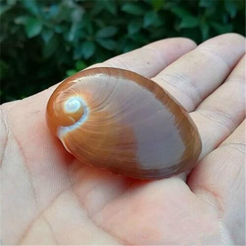 Natural conch shell snails coiled shell fish tank aquarium ornaments dedicated hermit crabs sea shell decoration