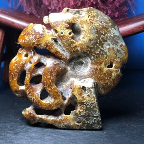 Inscrutable!!Natural carving Polished "Goat Horn" Fossil Ammonite Conch Douvilleiceras Madagascar Mineral Specimen