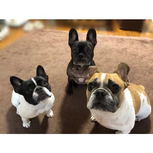 Custom photo dog 40x50cm