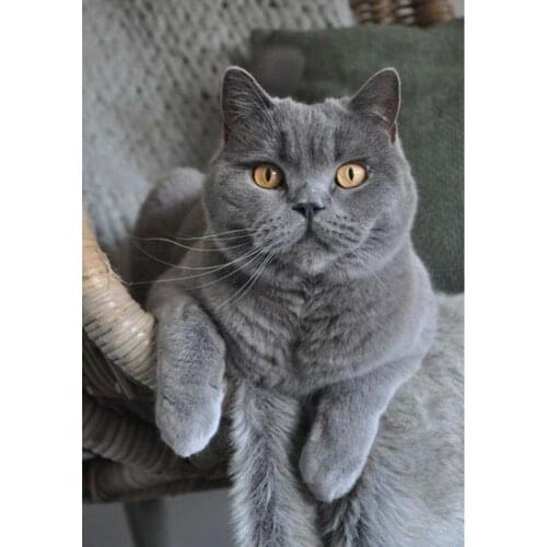 5D Diamond Painting Cat Mosaic Diamond Embroidery Sale Animal Rhinestones Pictures Full Round Drill Handmade Craft Kit Diy Gift