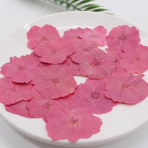 12pcs/bag Cherry Pressed Dried Flowers for Resin, Natural Dried Flower for Resin Jewelry Making Soap and Candle Making