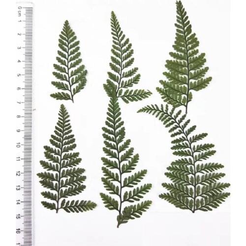 60pcs Pressed Dried Davallia mariesii Leaf Flower Plant Herbarium For Jewelry Photo Frame Phone Case Bookmark Making DIY