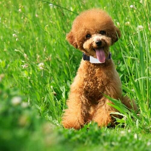 Lexitek Pet GPS Tracker TKstar 911 Dog cat tracker Mini Tracking Device Waterproof with color collar