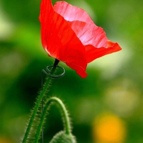 5 Packs Of 18 Inch Plant Growth Fixation Rings40/45 Cm Long Garden Single Stem Support Pile Plant Cage Support Rings