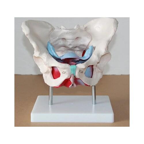 Female Pelvis Uterine attachment Model Childbirth Education Model free shipping