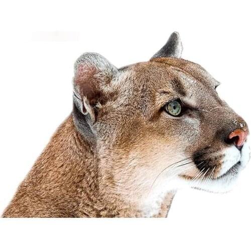 Personality Car Sticker Cougar Window Decal Car Styling Cartoon Animal Vinyl Graphic Waterproof Stickers Apply To Car Window