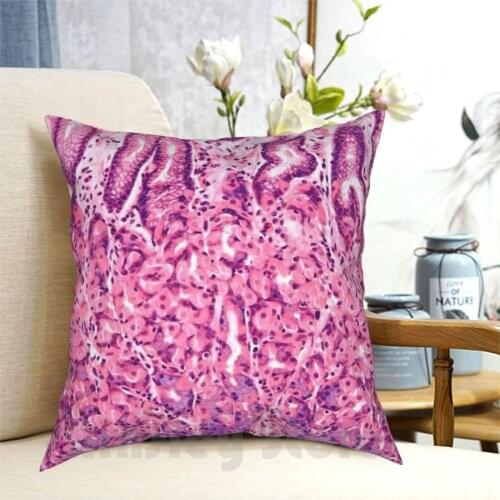 Stomach Histology Pillow Case Printed Home Soft Throw Pillow Stomach Gi Gut Intestines Gastrointestinal Histology