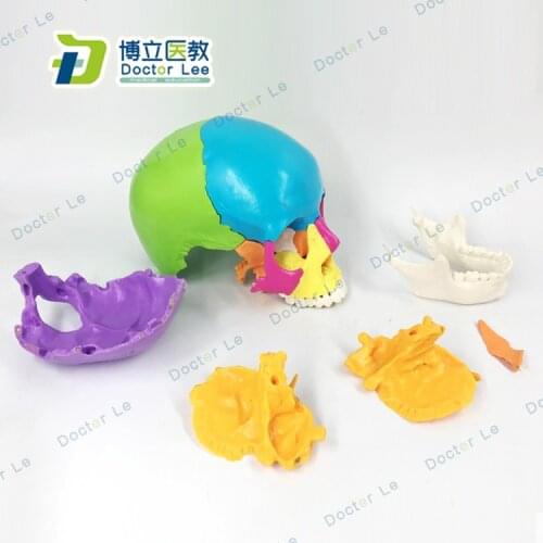 22 Parts Medical Humans Skull Model Micro Plastic Surgery Stomatology Head Detachable with English Manual