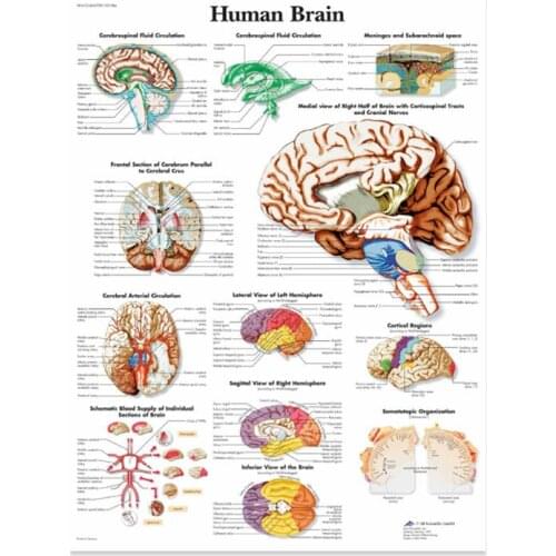 Anatomical Illustration Of The Human Brain Poster, Canvas. Suitable For Teaching Dropship