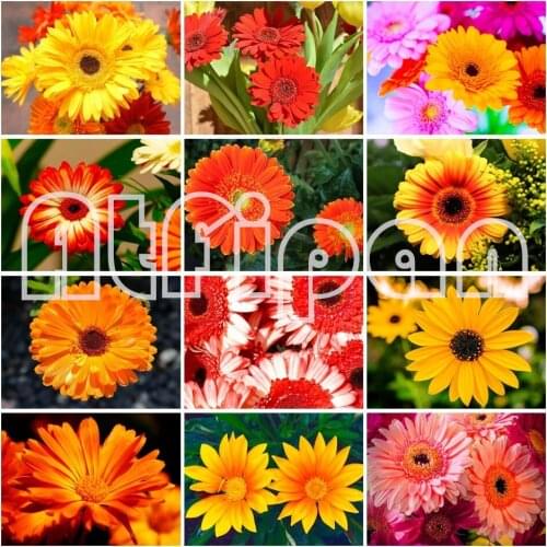5D DIY Ddiamond Painting Flower Chrysanthemum Rhinestone Art Picture Diamond Embroidery Set Mosaic Mural Home Decoration Gift