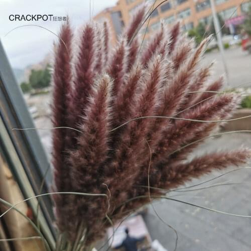 15Pcs Dried Small Pampas Grass Flowers Pantas Artificiales Para Decoracion Real Plants Home Decor Wedding Decoration