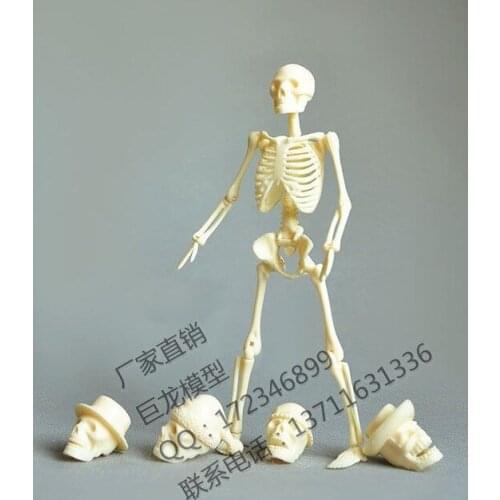 Free shipping Human body 20cm assembling skeleton model educational toys model human skeleton model spare parts packaging
