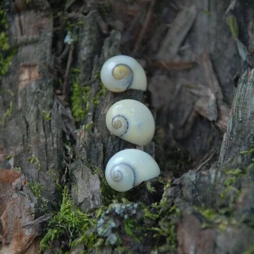 20pcs per lot snail natural conch collection of specimens small shells snail shell mini shells