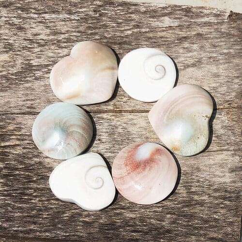Natural Sun Shells Fossil Slice Conch Specimen Crystal Shiva MADAGASCAR Reiki Healing 3 / 6pcs