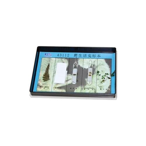 Demonstration Observation on Teaching of Biological Spore Specimen of Fern Life History