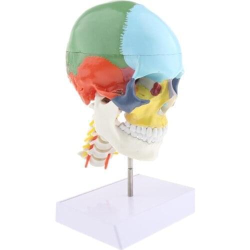 1:1 Colored 22 Parts Human Head Skull with Cervical Vertebra human anatomical anatomy skeleton model Medical Beige Sculpture