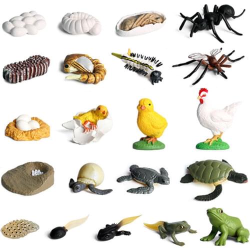 Kids Animal Model Toy Animal Growth Life Cycle Model Educational Toy Simulation Turtle Growth Learning Natural Science Model Toy