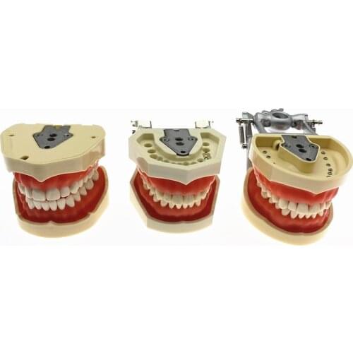 Dental Teaching Model Student Learning Model Dental phantom head teeth model With Screw Fixed Teeth