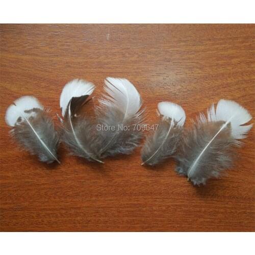 200Pcs/Lot!4-7cm NATURAL White Lady Amherst Pheasant Plumage Feathers,Chicken Plumes for Fascinators,Diy Carnival Costume