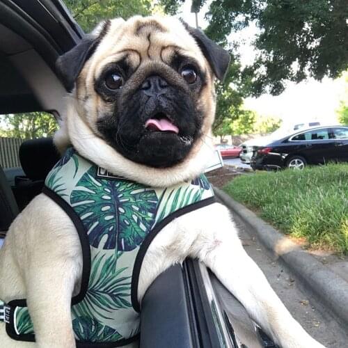 Pets Vest Harness and Leash Set for Small Medium Dogs French Bulldog Pet Dog Harness No Pull ins Nylon Fashion Printed Cats Pug