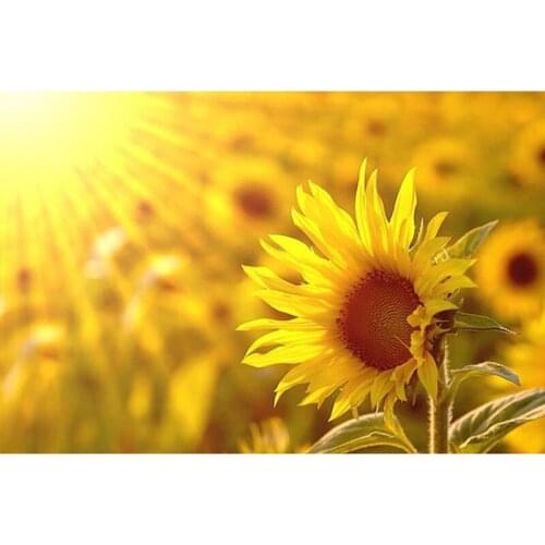 DIY 5D Diamond Mosaic Diamond Painting Cross Stitch Sunshine Flowers Kit Diamonds Embroidery round Drill Home Decoration