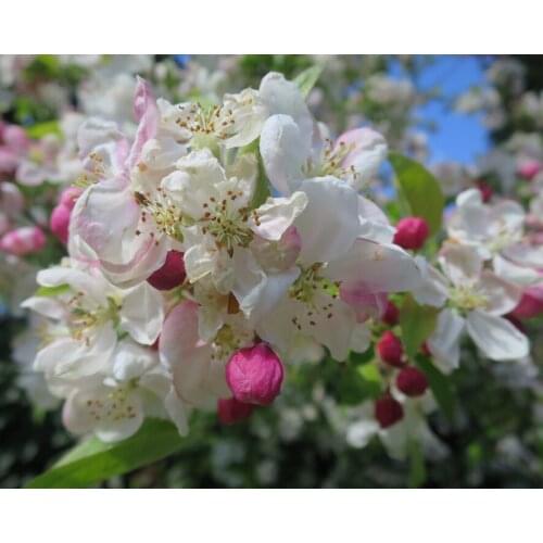 A20783 11CT/14CT/18CT/25CT/28CT night snowing patterns Counted Cross Stitch DIY Cross Stitch Kits Embroidery Needlework Sets