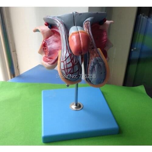 Male Genital Organs,Male genitalia Anatomical Model Structure ,Male Reproductive Organs Decomposition Model