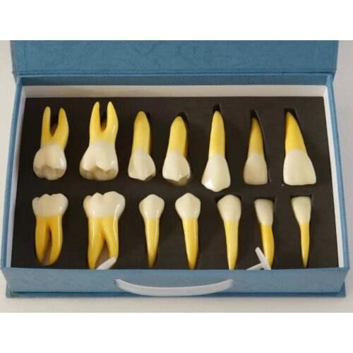 4 Times Permanent Anatomical Right Side 14 teeth model