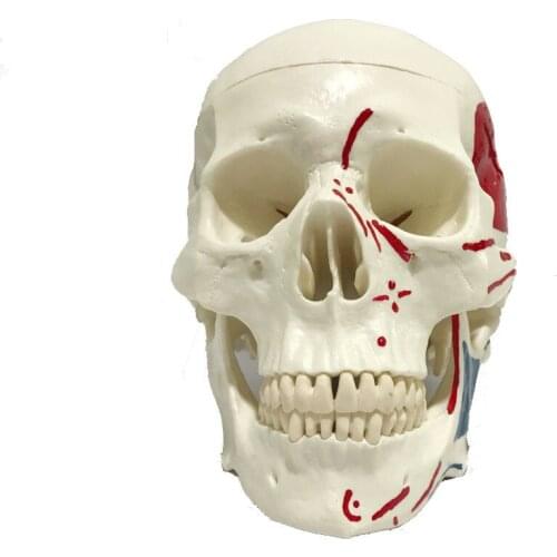 Medical Adult Realistic Skull Model Color Skull Skeleton Teaching Tool Removable Dental Appliances Medical Demonstration Props