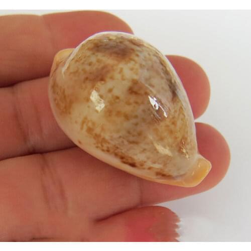 Natural Conch Shell Fairy Treasure Conch Home Decoration Fish Tank Aquarium Landscaping Collection Specimen Shooting Props Decor