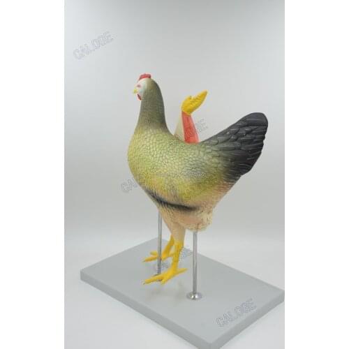 Free shipping&Animal anatomy chicken model,Hens assemble puzzle models,Animal husbandry and poultry veterinary teaching display