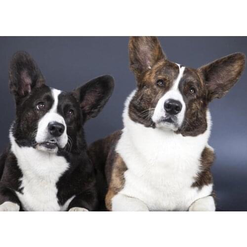 5D Diy Diamond Painting Animal dog Diamond Mosaic Full Square/round Diamond Embroidery Sale crystal picture home decorationTY827