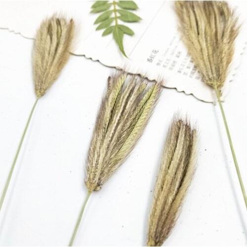 100pcs Dried 11-15cm Setaria Faberii Herrm Grass Plants Herbarium For Jewelry Postcard Phone Case Photo Invitation Card DIY