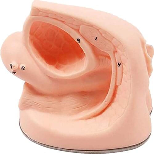 Female Internal and External Genital Anatomy Model and Catheter Human Catheterization Cannula Model Teaching Aid