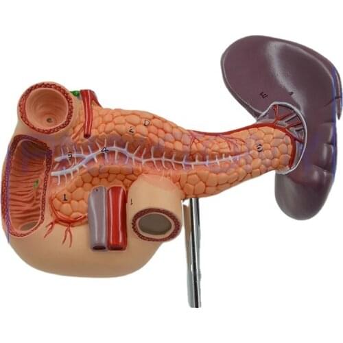 Life Size Pancreas Anatomical Model for Human Medical Supplies Equipment Anatomy Medical Science Humanbody Model Anatomy