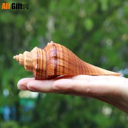 Natural Conch Shell Red Sea Snail Aquarium Decoration Scene Fish Crock Micro-landscape Creative Gifts Specimens Gift