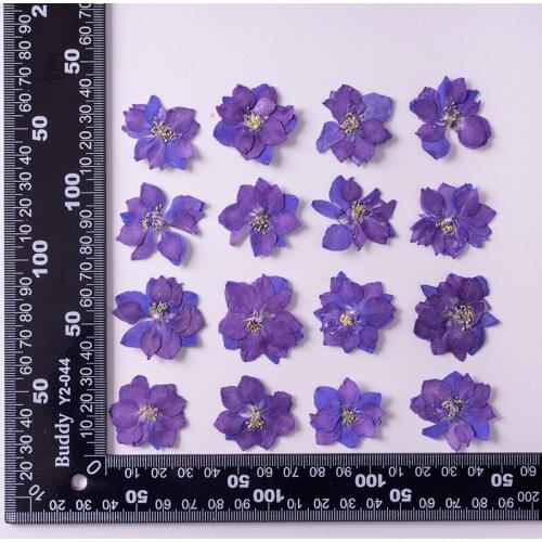 120pcs 4-7cm Pressed Dried Purple Consolida Ajacis Flower Plants Herbarium For Jewelry Making Postcard Frame Phone Case DIY
