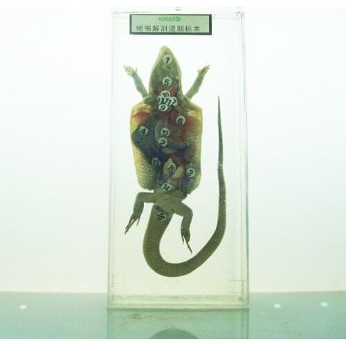 Embedded Animal Anatomy Specimen Real Animal Anatomy Specimen School Teaching Specimens Biological Teaching Aids Resin Model