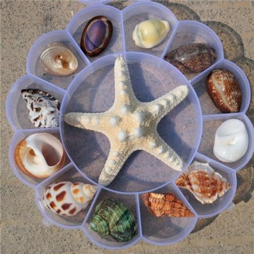 Natural Conch and Shell Starfish Specimen Gift Box Childrens Marine Biology Popular Science Materials Kindergarten Gifts